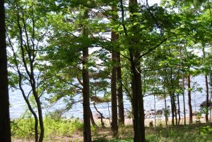 Forêt et plage sur la côte nord.