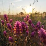 Premier mariage en vingt ans sur l’île d’Abruka