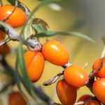 Boutique estonienne 2025 : (11) Les argouses, un concentré de vitamines
