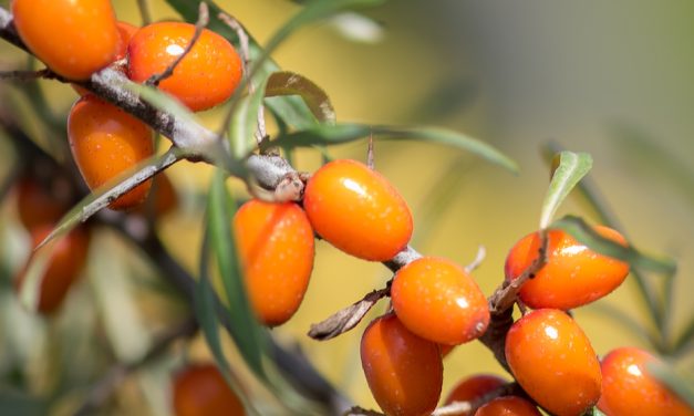Boutique estonienne 2025 : (11) Les argouses, un concentré de vitamines