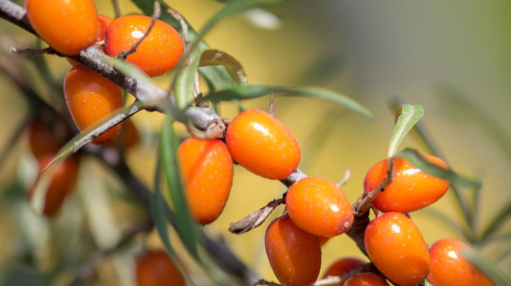 Boutique estonienne 2025 : (11) Les argouses, un concentré de vitamines